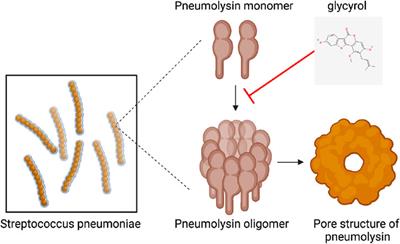 Glycyrol targets Pneumolysin (PLY) oligomerization to reduce Streptococcus pneumoniae toxicity